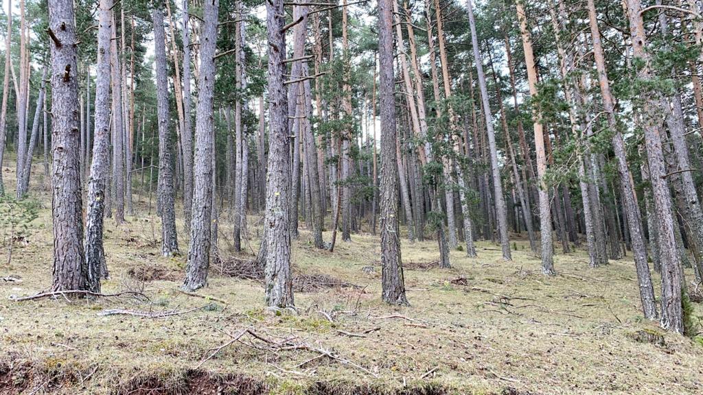 gestion forestal sostenible